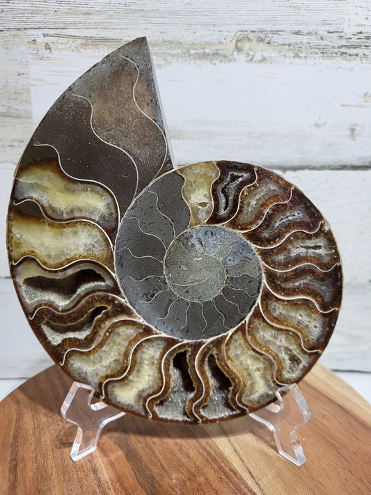 XL Ammonite Half