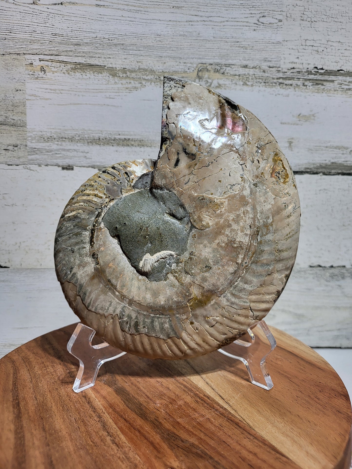 XL Ammonite Half